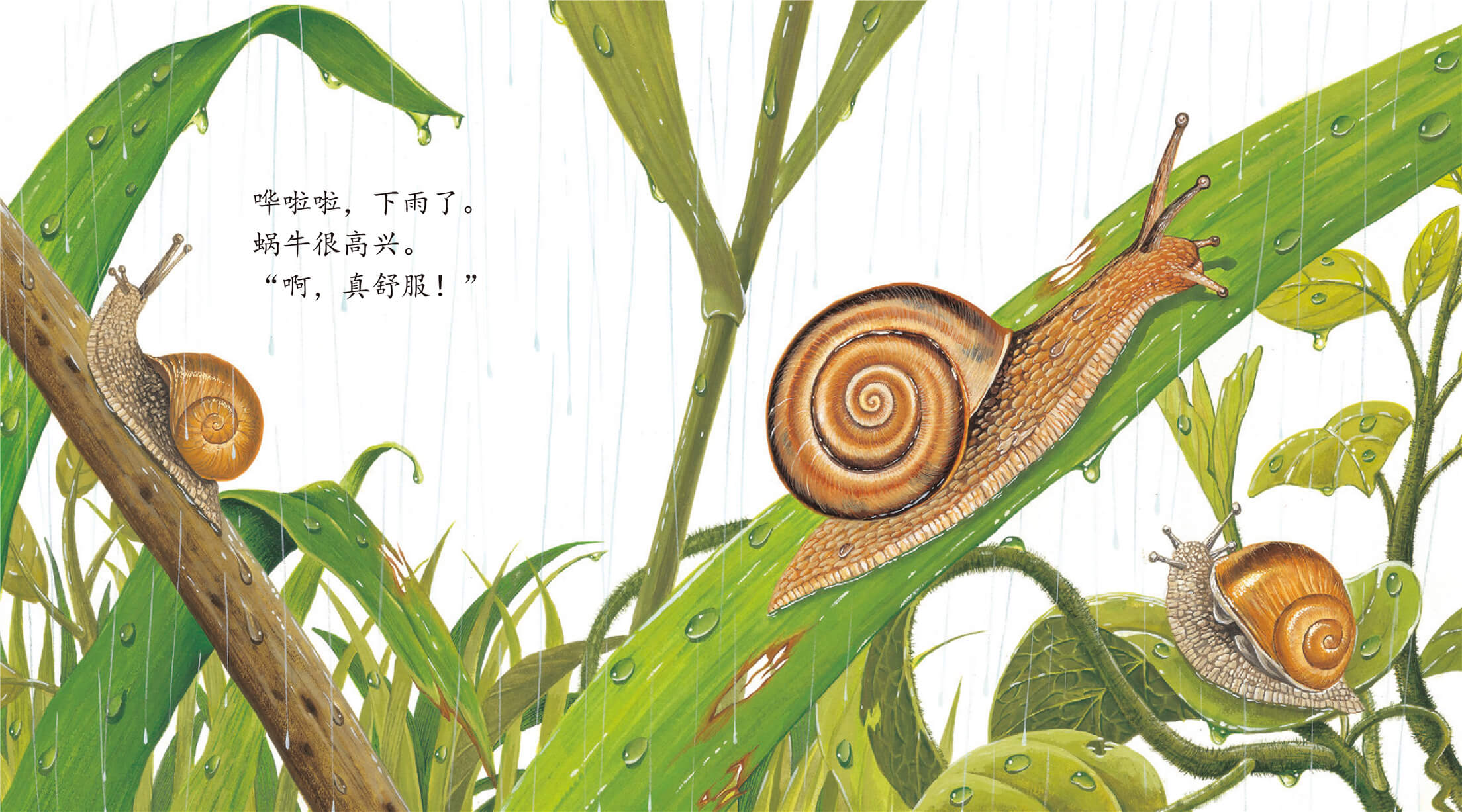 蜗牛日记绘本故事PPT图片
