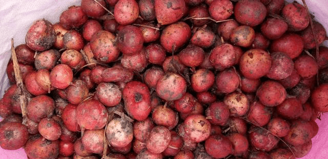 农村一种长在地上的野果人称满地香市场上70元一斤也难买到