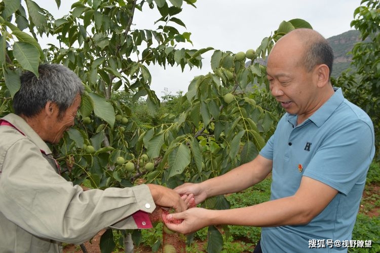 汝州陵头镇青皮核桃托起李窑村的致富梦