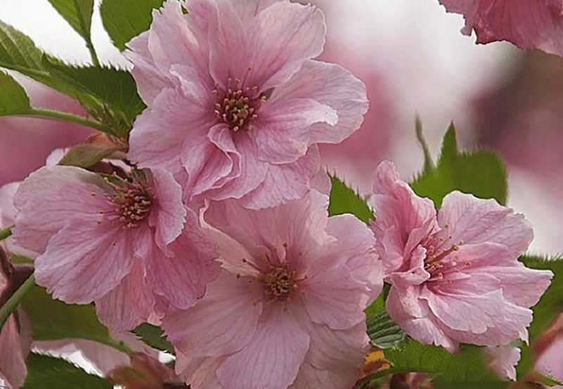 樱花之松前红绯衣樱松前红绯衣樱形态特征松前红绯衣樱品种