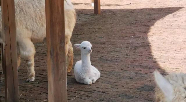 浑身雪白雪白又软绵绵的小羊驼宝宝