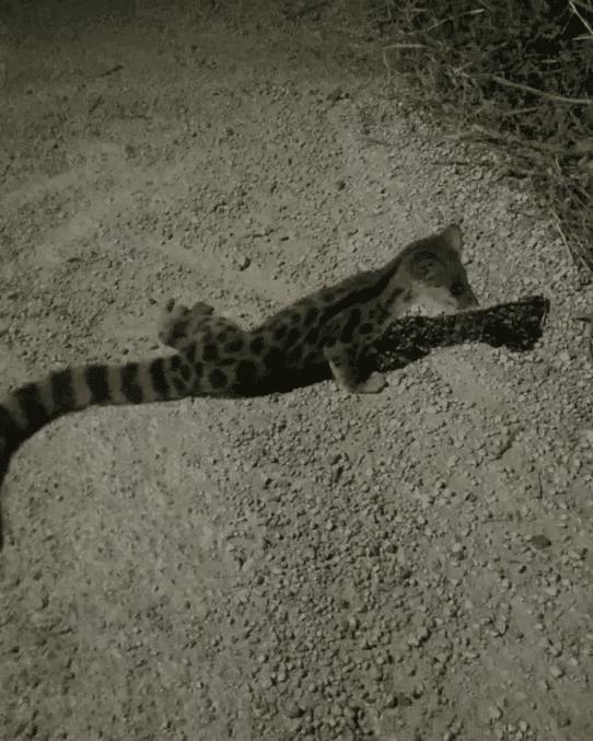 位网友回晚上回村子里,路上突然就蹦出个这样的动物,乍一看挺像黄鼠狼