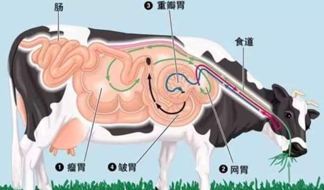 这个时候,犊牛的消化主要以瓣胃为主.