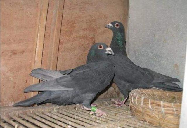 黑鸽子品种图片