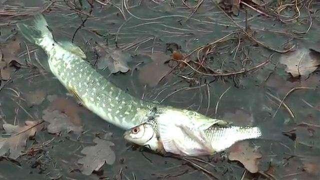 新疆高原鳅:寿命达267岁,重达40公斤,性情残暴,雌鱼吞食鱼卵