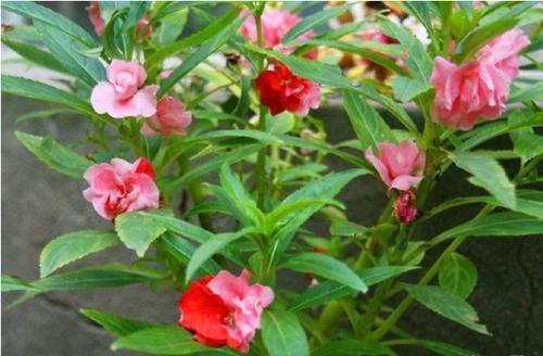 祖母不让男孩沾染桃红,而我的二弟偏偏爱种桃红