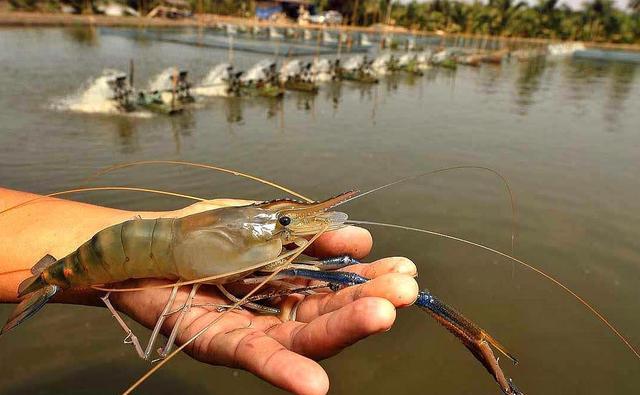 湄公河龙虾成灾,一只一斤多,吃货们却连呼不敢吃_越南