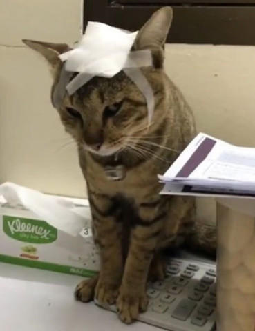 原创猫咪到处乱跑撞伤脑袋包扎后还一脸不满意表情吓得主人手抖