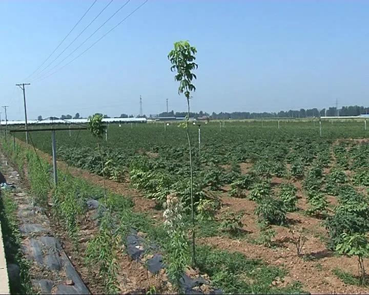 玉田伯庸家庭農場踐行社會責任 助農增收_種植