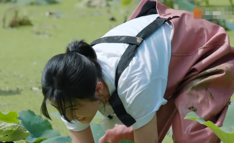 蘑菇屋挖藕,张子枫恨不得坐池塘里,欧阳娜娜却光明正大的偷懒!