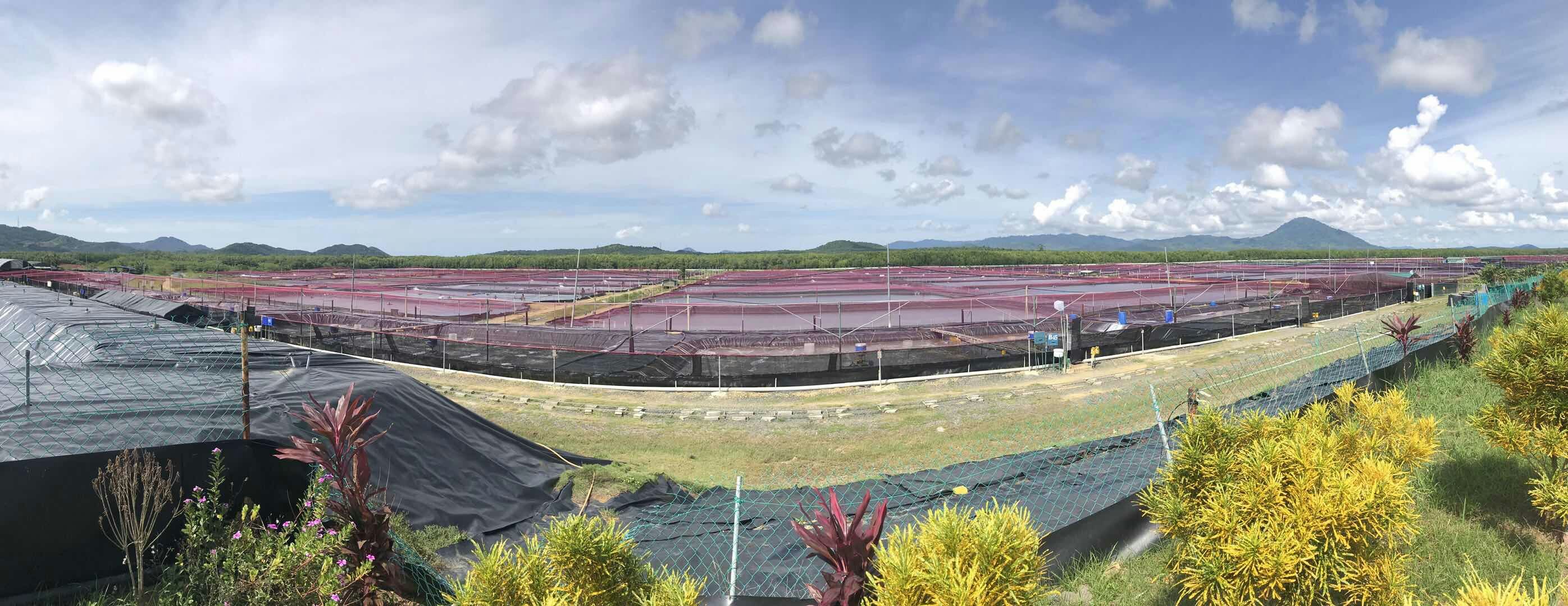 养殖曝气鼓风机在马来西亚养虾池的应用