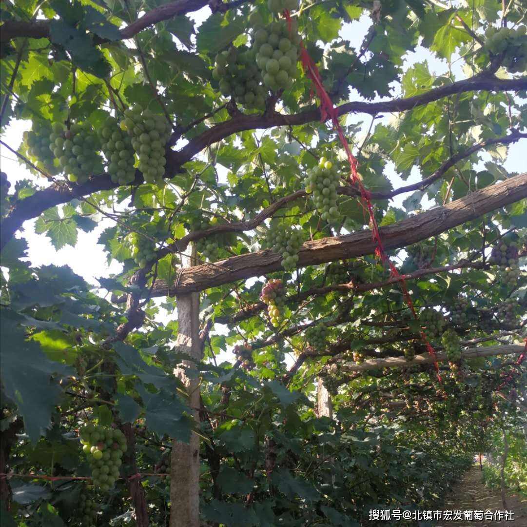 速冻葡萄 葡萄果肉粒 去皮去籽葡萄 巨峰康贝尔葡萄加工厂家