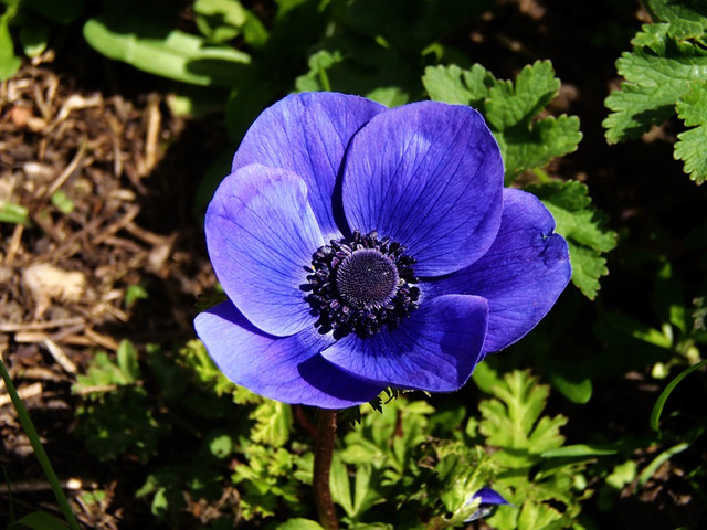 最爱紫色的银莲花太美了