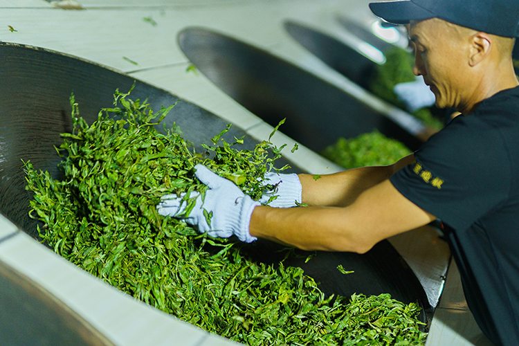 普洱茶製作之殺青_茶葉