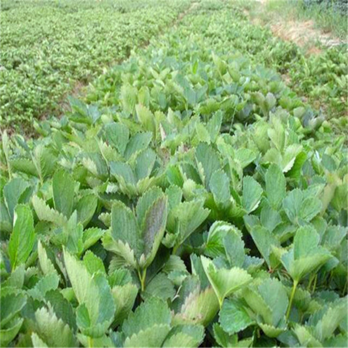 甜查理草莓苗品种介绍