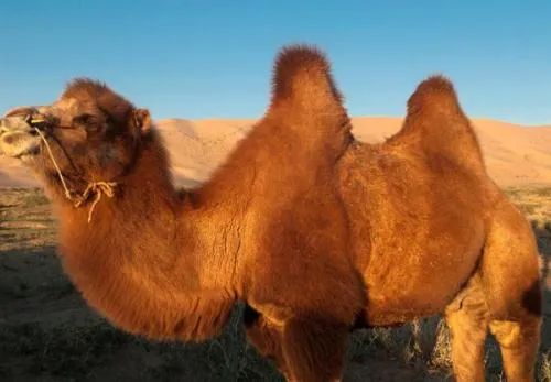 内蒙古日报:乌拉特戈壁红驼"驮"起牧区振兴产业链