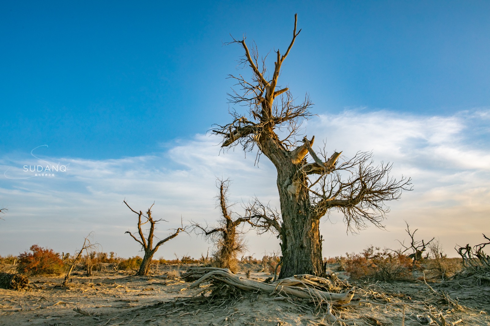它是中国最大的沙漠,藏有神秘"魔鬼林",堪称是生命的禁区