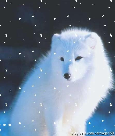 原创我是一只修行千年的白狐,永远的雪山精灵