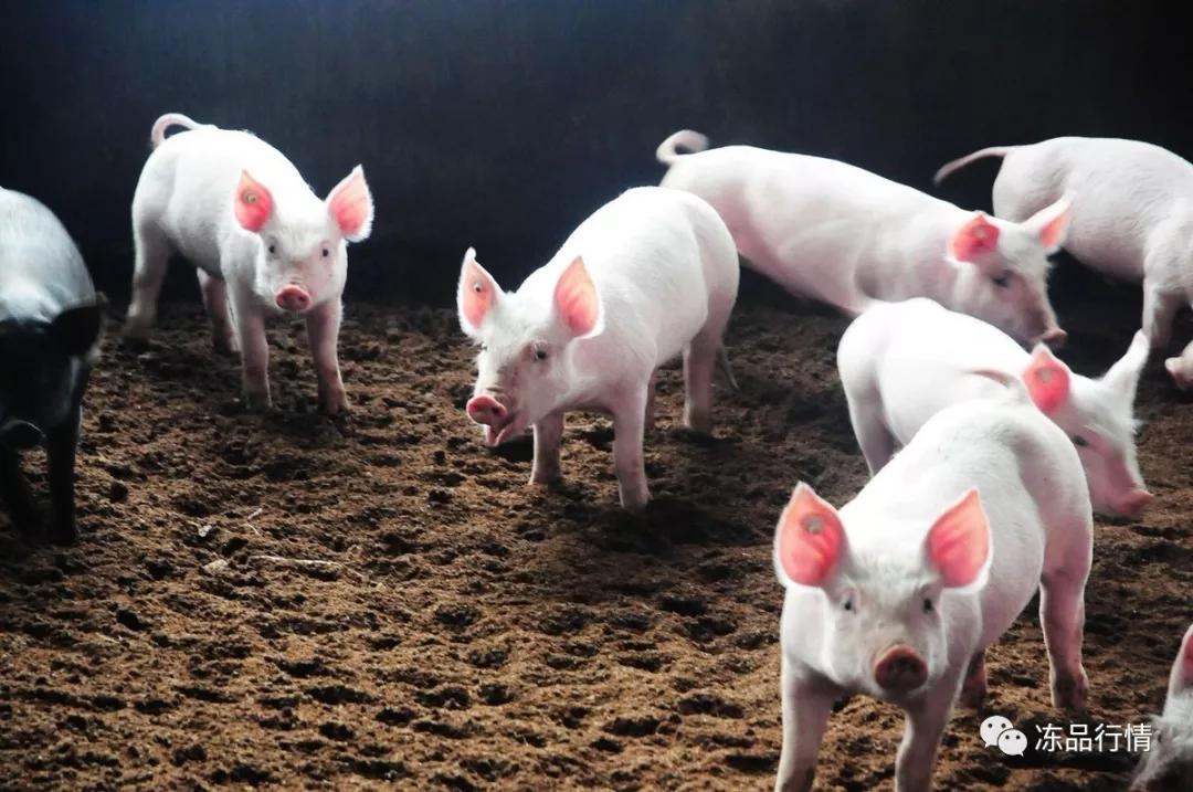 上半年生猪出栏仅25亿头阿根廷900万吨猪肉欲来华全球盯紧中国市场