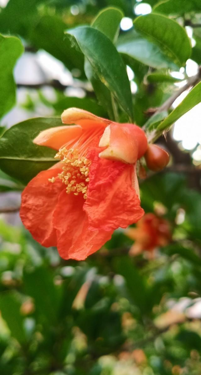 原创石榴花红艳艳欣赏独特的石榴花图片