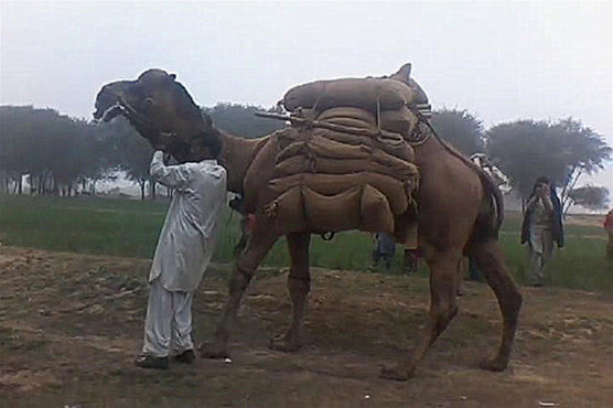骆驼驮东西的图片图片