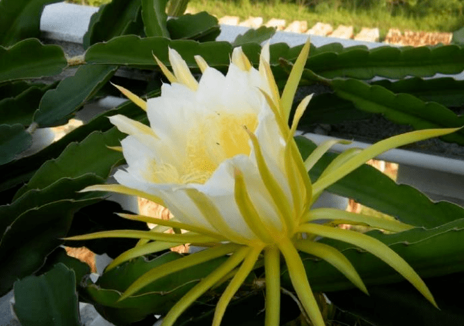 霸王花是仙人掌科植物,開白色花,花朵碩大潔白,跟曇花,火龍果的花都很