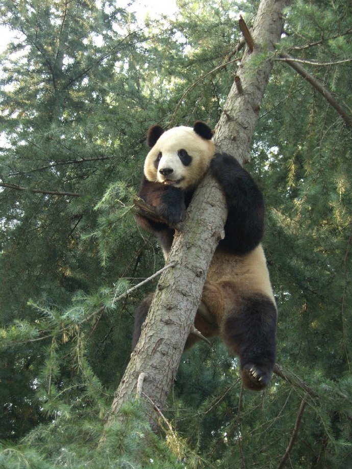 50kg大熊猫爱爬树,饲养员总找不到人,一看这一幕哭笑不得_影响