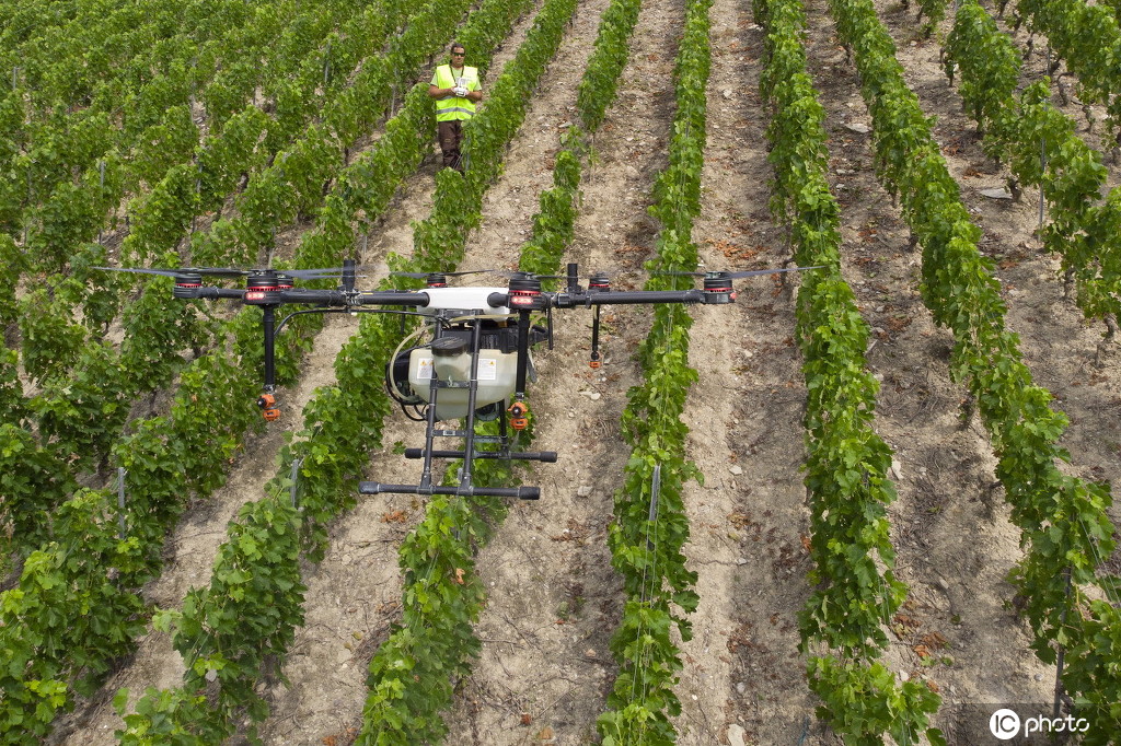 高科技显身手 农业无人机用于葡萄园管理