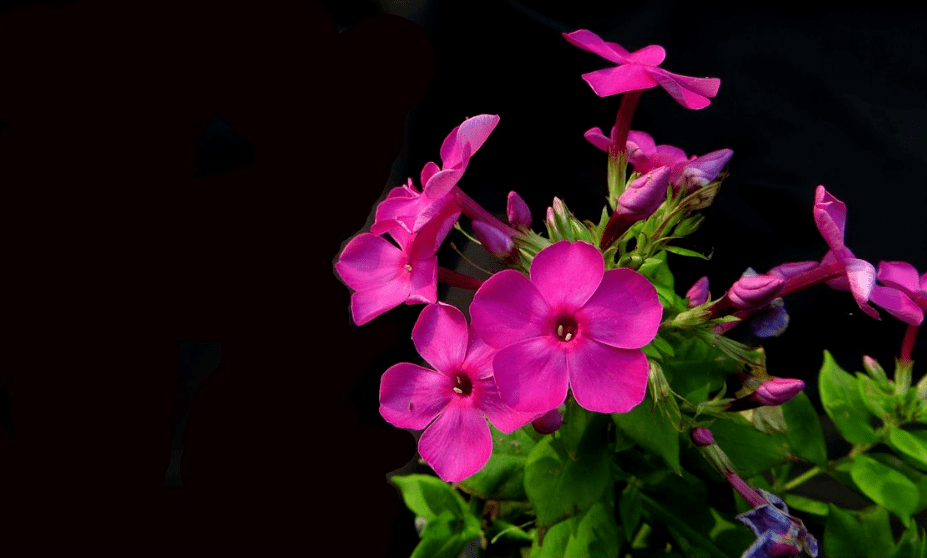 原创严从怀 | 绰约风姿花绽放 清芳远溢敢争春(七绝-花木情缘三)