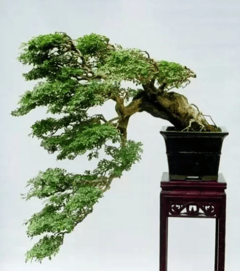 筑邦学堂盆景之王对节白蜡