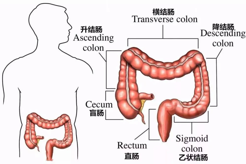 直肠内部结构图图片