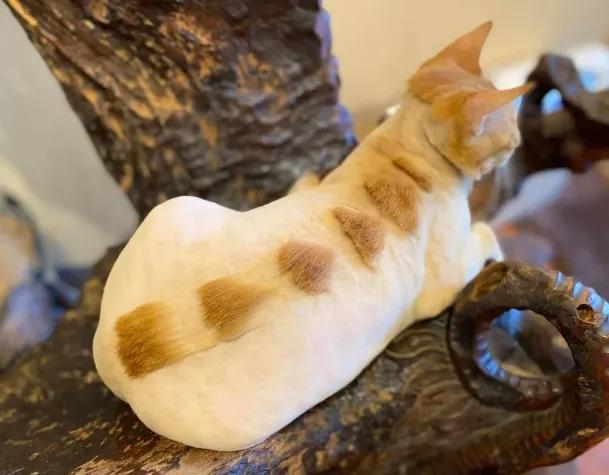 夏天一到,社会上又多了不少杀马特造型的猫: 有的被剃成了哥斯拉