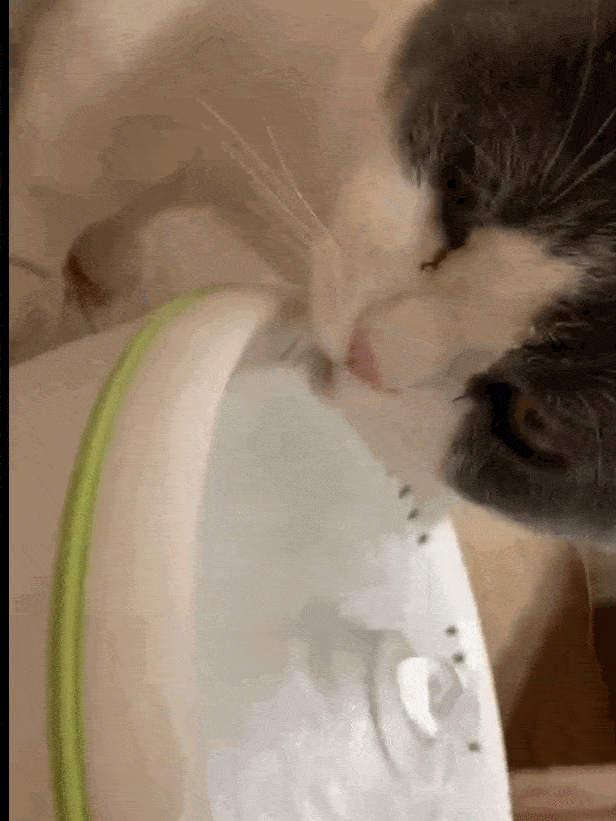 猫吃饭gif图片