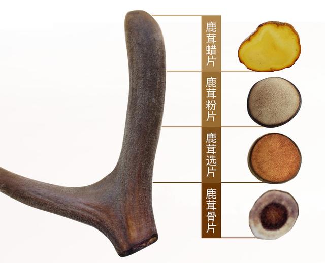 在鹿茸采集过程中当梅花鹿的鹿角被锯掉时鹿会感觉到疼痛吗