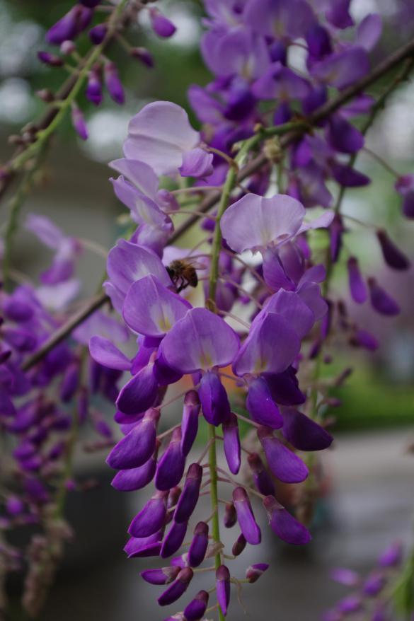 养这3种花,易活花期长,让你的庭院花开成瀑布_凌霄花