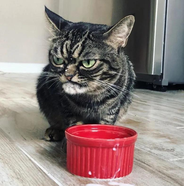 原创霸道总裁"猫老大"让你见证"又爱又怕"的感觉