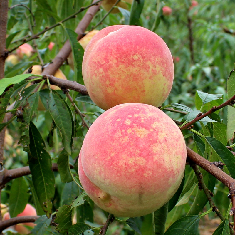 红薯苗哪里有 红薯高产栽培管理技术要点
