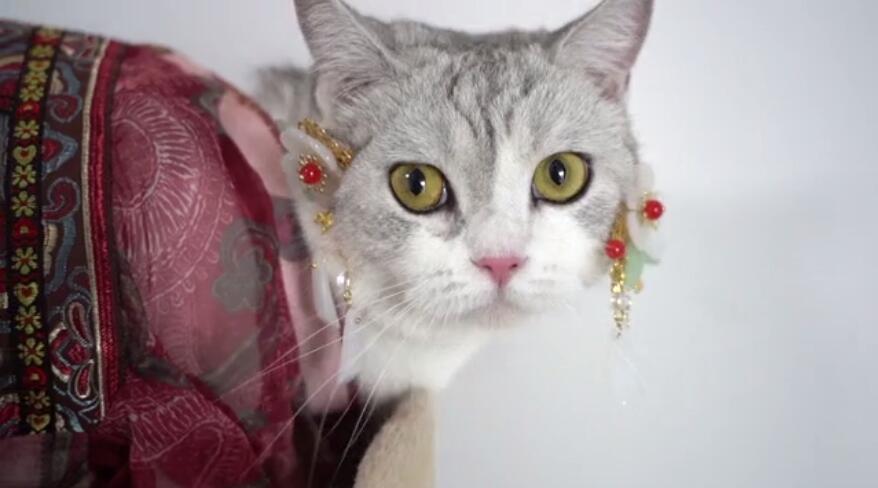 原创热爱汉服的90后女孩给猫做汉服,月入7万,网友:真是行行出状元