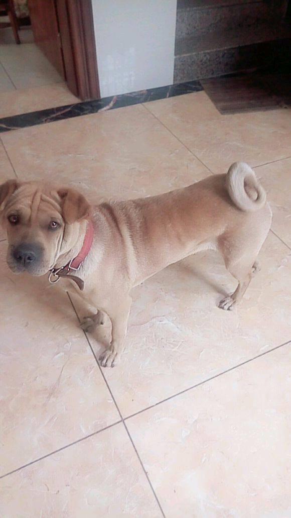 邻居花1700买的斗牛犬不纯生气丢掉,女孩抱回家像是捡到宝贝一样