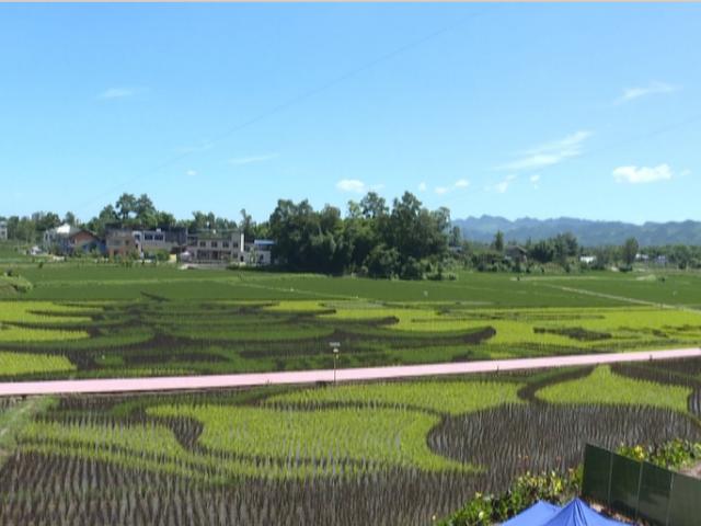 「区县解读」"央视三农"直播探寻大足五彩稻田