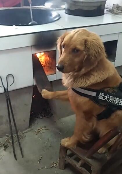 原创金毛被迫放柴火,大火冒出时金毛被吓坏,扭头求主人放过