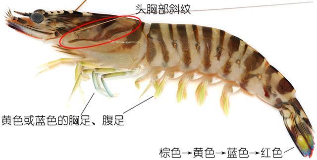 日本对虾penaeus japonicus