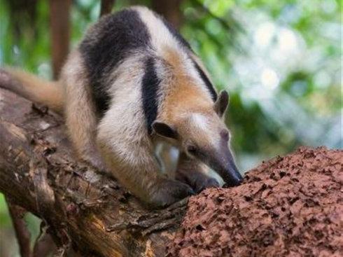 原创活久见的食蚁兽,拿蚂蚁洞当饭盆,一天能吃三万只蚂蚁