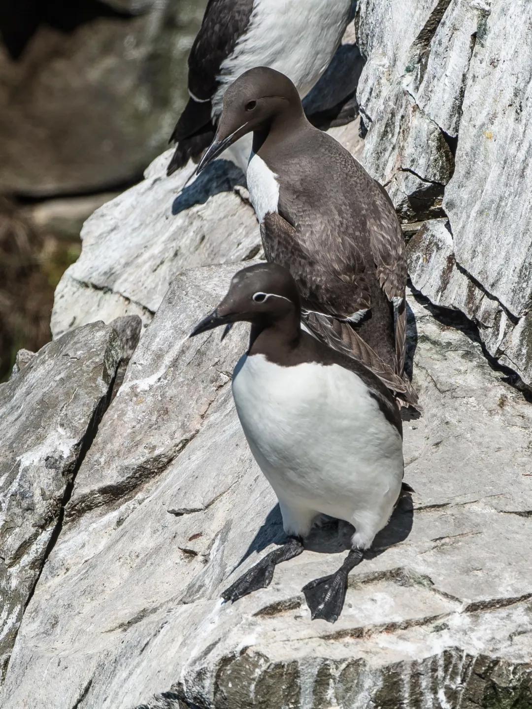 原创奔袭300公里三访圣玛丽角就是为了它们
