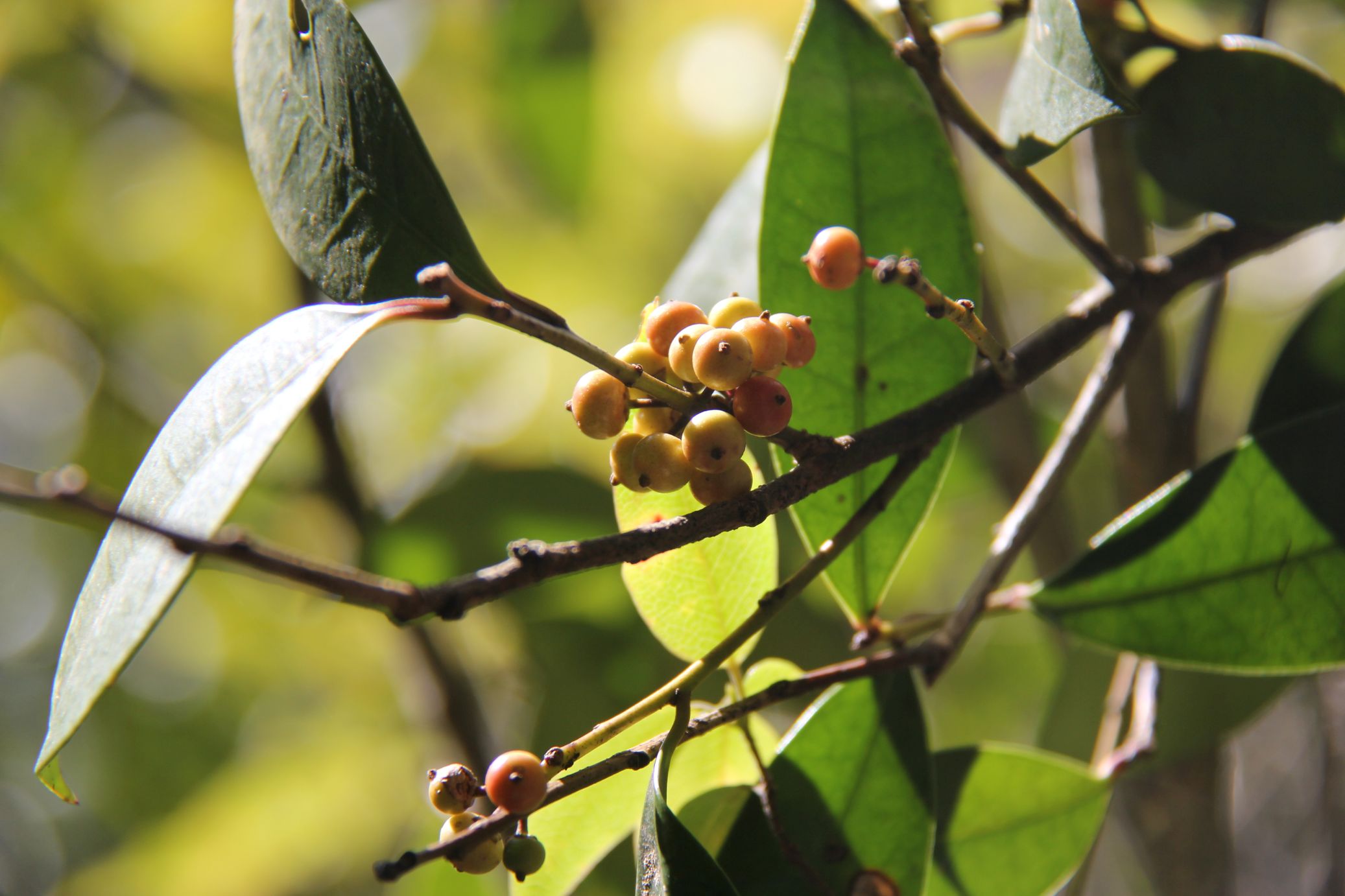 庆元植物1209冬青科冬青属厚叶冬青