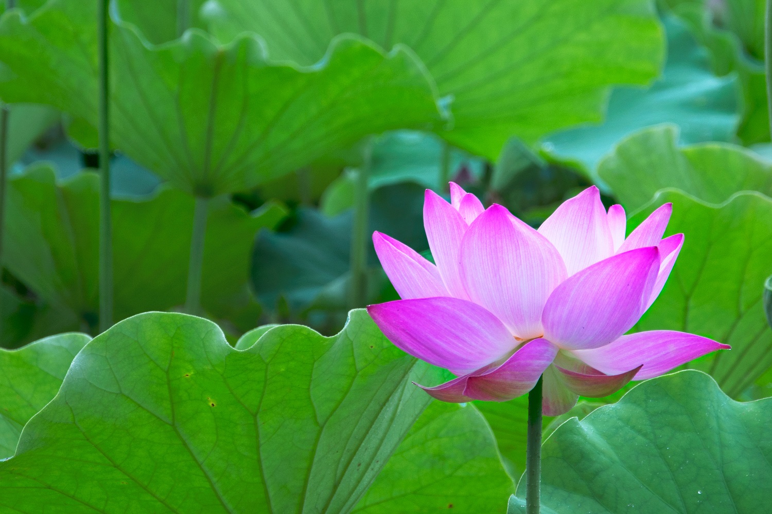 鲅鱼圈:诗情花意,碧绿荷塘,家门口的荷花池,你来打卡了吗