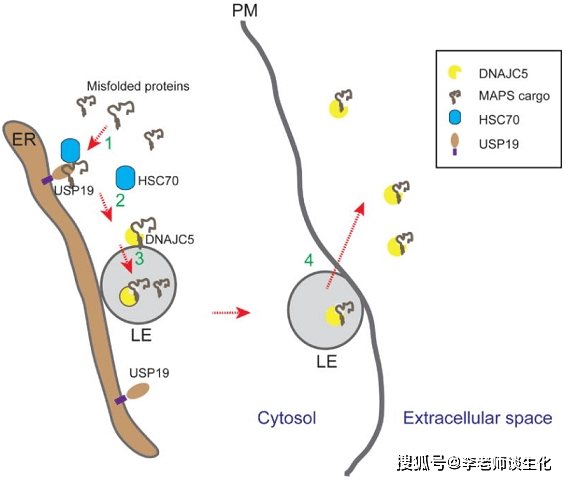 錯誤摺疊的蛋白質被一種稱為usp19的er相關去泛素酶募集到er表面,隨後