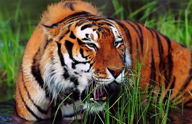 新疆虎(panthera tigris lecoqi schwarz)