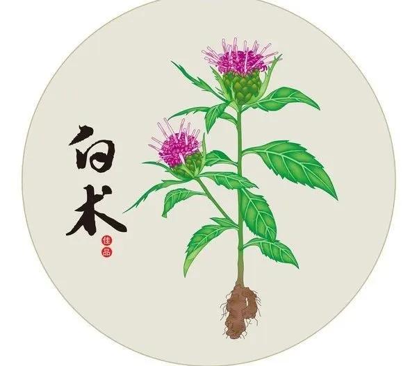 是菊科多年生草本植物白朮的乾燥根莖 .