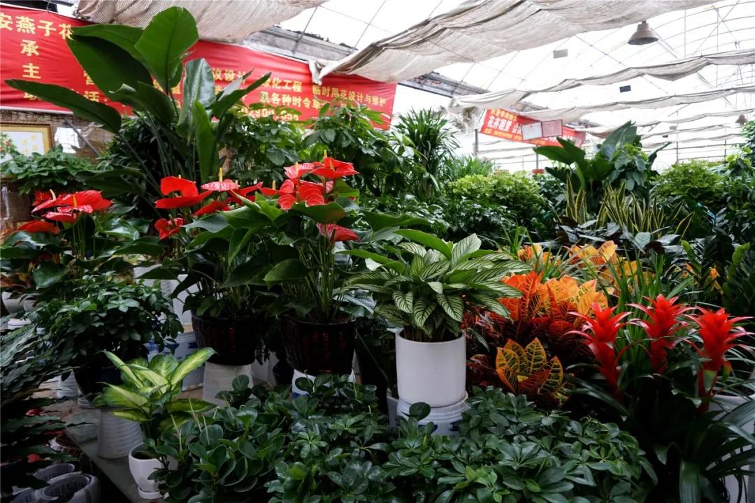 原创陪伴西郊人20年的秦美花市,再见!